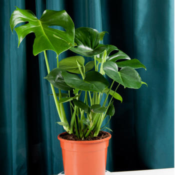 Philodendron pot 14 H.80cm