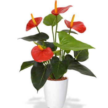 Anthurium avec cache pot céramique