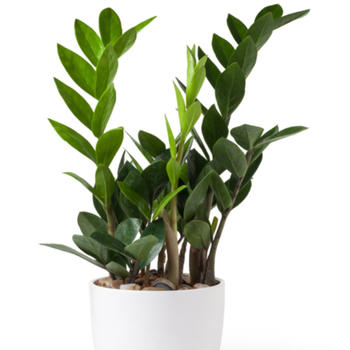 Zamioculcas pot 14H 70cm