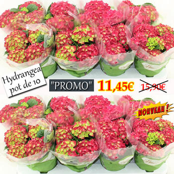 Hydrangea Hot Red pot de 10 cm