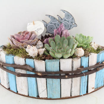 Compo succulentes Déco maritime long 34cm H.25cm