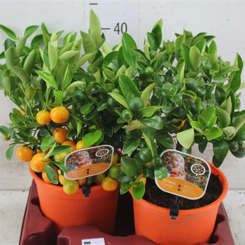 Citrus Calamondin pot 19 H. 45cm