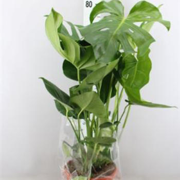 Monstera Deliciosa pot 21 H.75cm 