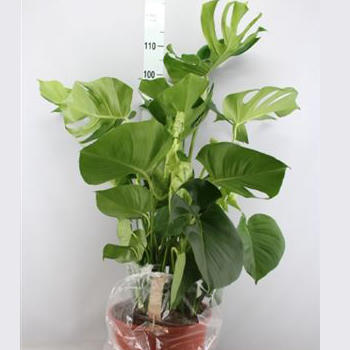 Monstera Deliciosa Pot de 27 H.90cm