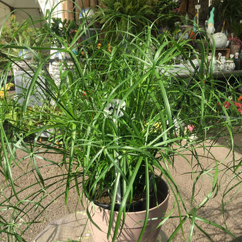 Papyrus pot 14 H.80cm