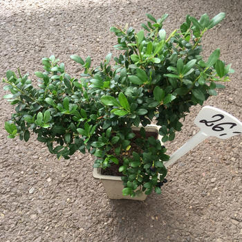 Ilex crenata bonsaï pot 13 H 40cm