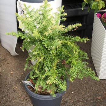 Araucaria pot 17 H 80cm