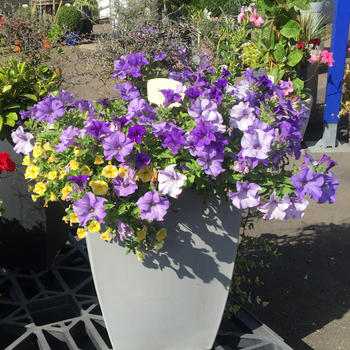 Pétunia pot