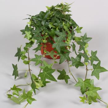 Hedera pot de 13