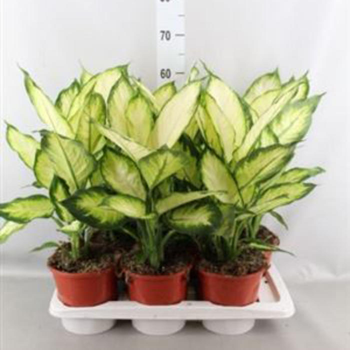 Plantes vertes et fleuries : Dieffenbachia