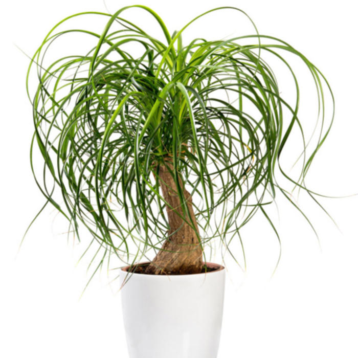 Plantes vertes et fleuries : Beaucarnea