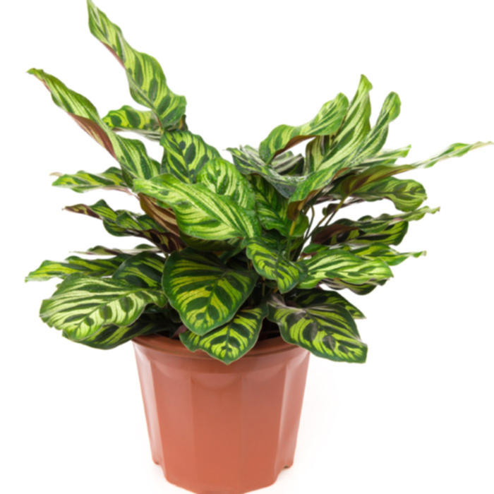Plantes vertes et fleuries : Calathea