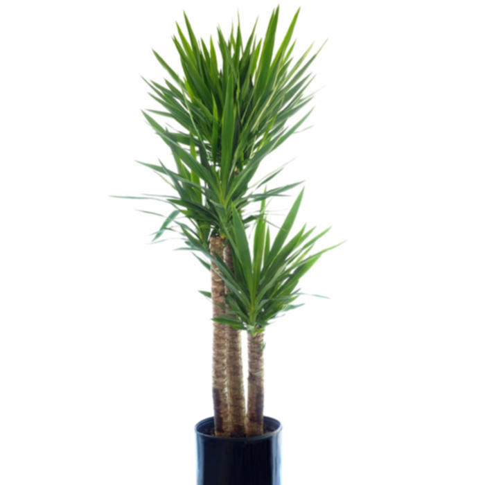 Plantes vertes et fleuries : Yucca 1,70m