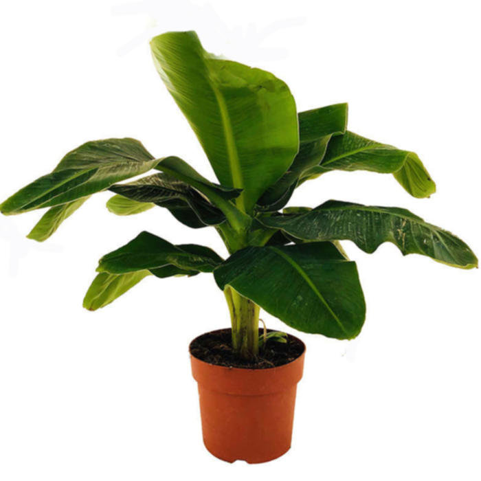 Plantes vertes et fleuries : Musa Bananier 1,20m