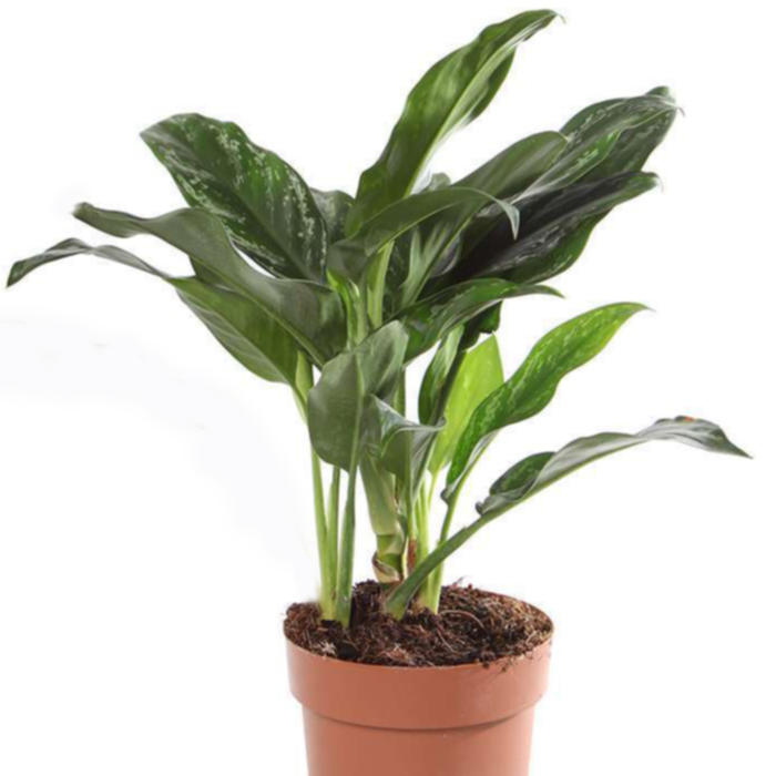 Plantes vertes et fleuries : Aglaonema pot 17 H 60cm