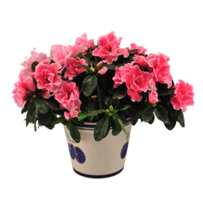 Plantes vertes et fleuries : Azalée pot 12 sans cache pot céramique