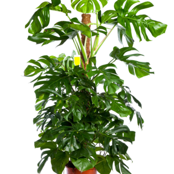 Plantes vertes et fleuries : Monstera hauteur 1,20m