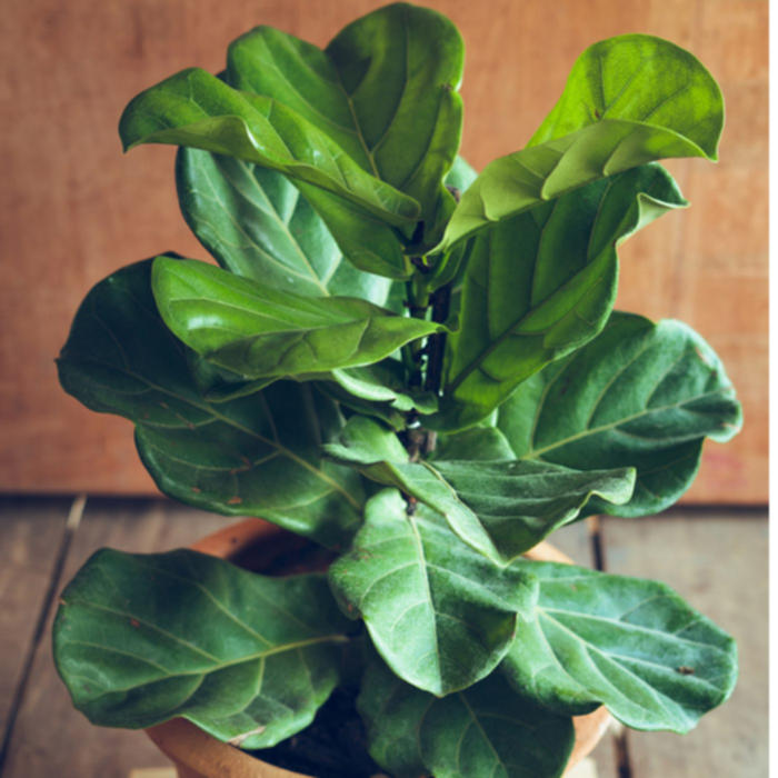 Ficus Lyrata, Plante verte