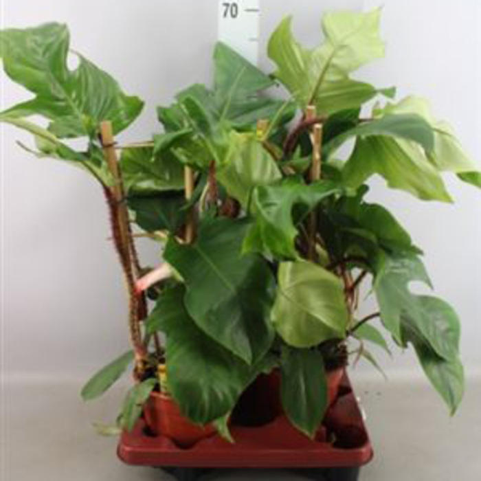Plantes vertes et fleuries : Monstera hauteur 0,70cm