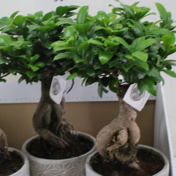 Plantes vertes et fleuries : Ficus Genseng H 40cm 