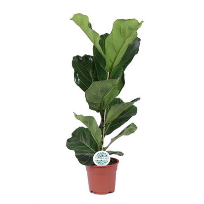 Plantes vertes et fleuries : Ficus Lyrata H 80cm