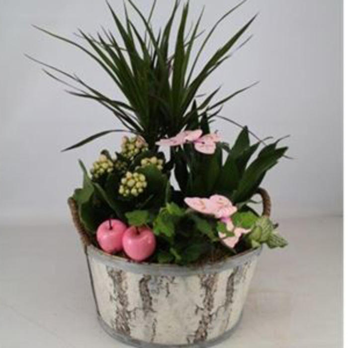 Plantes vertes et fleuries : Compo pot de 25cm