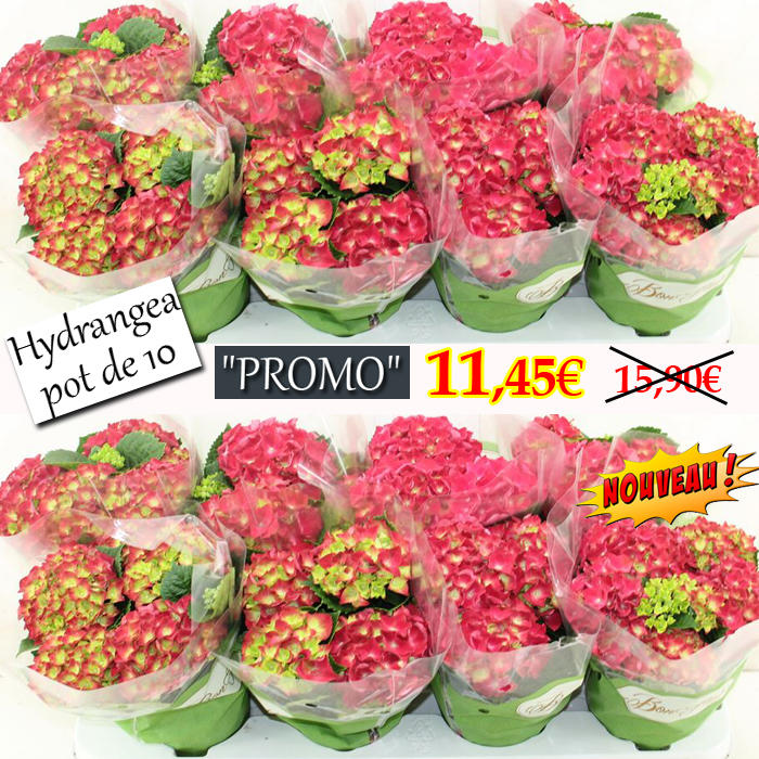 Plantes vertes et fleuries : Hydrangea Hot Red pot de 10 cm