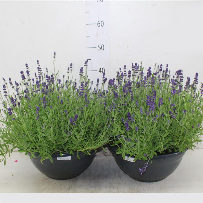 Plantes vertes et fleuries : Lavandula An Hidcote Schaal pot de 33cm