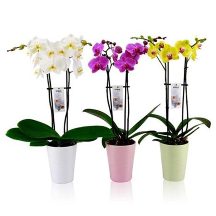 Plantes vertes et fleuries : Orchidée pot 12cm H. 60cm