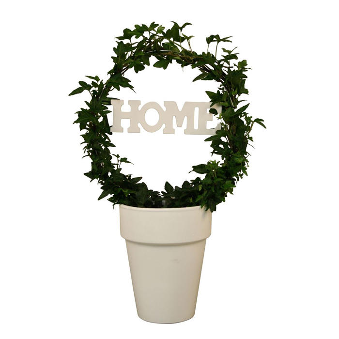 Plantes vertes et fleuries : Hedera pot de 13