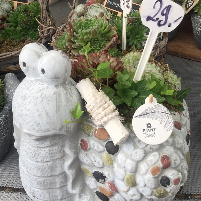 Plantes vertes et fleuries : Composition plantes succulentes