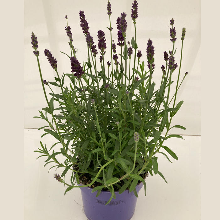 Plantes vertes et fleuries : Lavandula An Hidcote Schaal pot de 12
