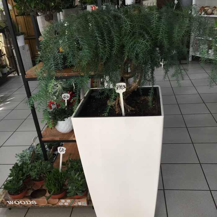 Plantes vertes et fleuries : Bonsaï araucaria et le grand pot blanc