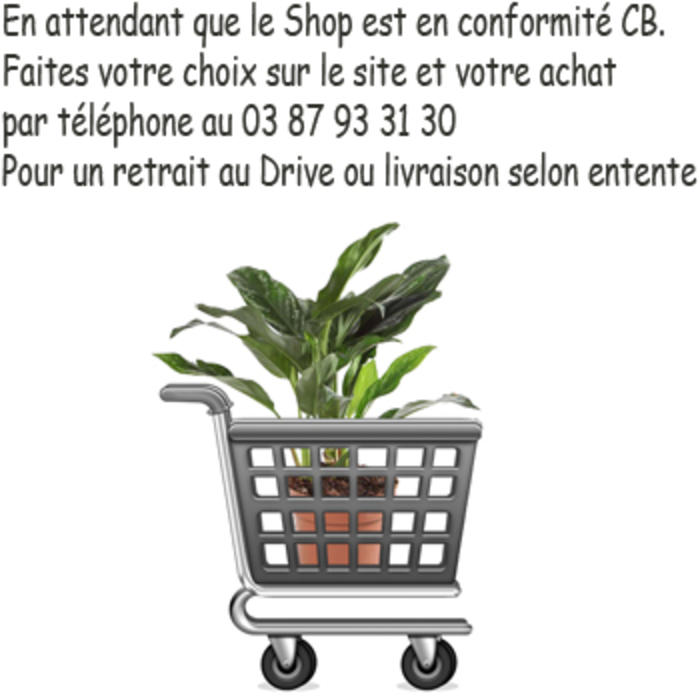 Plantes vertes et fleuries : Drive ou livraison selon entente