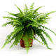Plantes vertes et fleuries : Néphrolepis