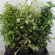 Plantes vertes et fleuries : Ficus benjamina