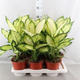 Plantes vertes et fleuries : Dieffenbachia