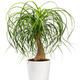 Plantes vertes et fleuries : Beaucarnea