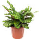 Plantes vertes et fleuries : Calathea