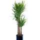 Plantes vertes et fleuries : Yucca 1,70m