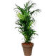 Plantes vertes et fleuries : Areca 1,80m