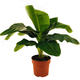 Plantes vertes et fleuries : Musa Bananier 1,20m