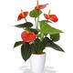 Plantes vertes et fleuries : Anthurium avec cache pot céramique