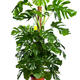 Plantes vertes et fleuries : Monstera hauteur 1,20m