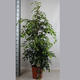 Plantes vertes et fleuries : Ficus Benjamina H. 1,90m