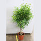 Plantes vertes et fleuries : Ficus Benjamina torsadé H 1,50m
