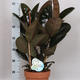 Plantes vertes et fleuries : Ficus Elastica H 75cm