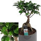 Plantes vertes et fleuries : Ficus bGenseng Grey H 35cm