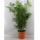 Plantes vertes et fleuries : Chamaedorea Elagans H 90cm