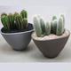 Plantes vertes et fleuries : Cactus Gemengd Grijs Bruin Keramiek pot de 25cm